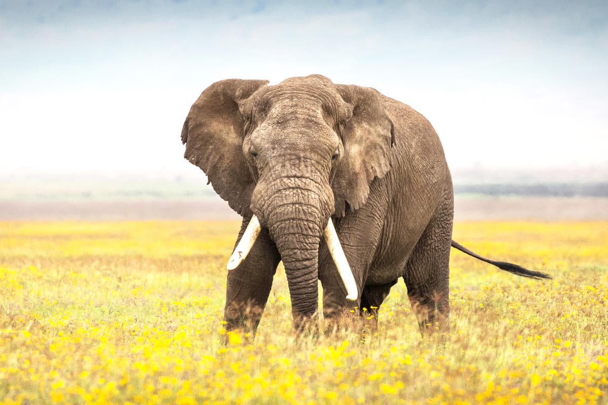 Tanzania Safari Privado